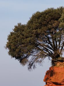 isolated tree on red rock cliff against sky